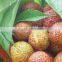 vegetable and fruit sorting machine