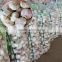 Chinese Fresh Normal White Garlic for New Zealand - 5.5cm, 500g/Mesh Bag
