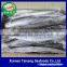 Spanish Mackerel W/R for Sale