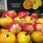 Top quality Egyptian Fresh Orange to export