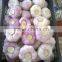 Hot sale Egyptian fresh garlic (Red, White) for export