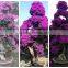 Small Medium Big Size Multicolor Blooming Bougainvillea Spectabilis Willd of Decorative Ornamental Outdoor Indoor Bonsai Plants