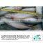 Price for whole pacific mackerel fish in high quality