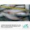 Frozen pacific mackerel fish on sale