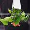 CT-457 Originality Fashion Sky Planter Hanging Plastic for Plants 9.5x9.5x13cm