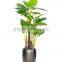 CHY030932 High quality bonsai alocasia macrorrhizaiata plant plastic plant sale