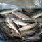 frozen pacific mackerel WR fish for tuna bait
