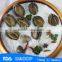 Bqf frozen abalone with cheap price