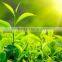 GREEN TEA LEAF EXTRACT