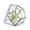 terrarium geometric glass terrarium wholesale