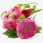 Dragon fruit in Vietnam is rich in nutrients at the best price