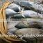 China Exporter Frozen bonito fish