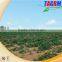 Hot sale on  market small tractor cassava planter 2AMSU cassava planting machine