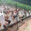 ISO approved factory PVC coated welded mesh fence (lowest price and big supply)