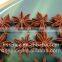 2011 autumn stemless star aniseeds