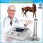 Extracorporeal Equine Veterinary shock wave therapy equipment for horses