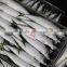 Frozen Scomber Japonicus Fish