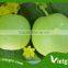 High Yield F1 Hybrid Sugar Melon Seeds For Planting VGML 01 / Best Seller Sugar Melon Seed