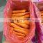 Fresh Carrot for export