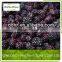 blackberry frozen for export