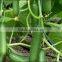High disease to resistance Hybrid fruit cucumber seeds for growing-Aimee