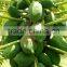 Hybrid Papaya Red Princess (Red Lady) F1 Seeds