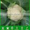 MCF38 FS hybrid f1 good quality cauliflower seed, hybrid cauliflower seeds for cultivation