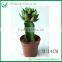 Colorful Decoration Wholesale Cactus