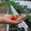 Growth in agricultural products for melon Planting trough