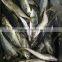 New fish frozen horse mackerel seafood for sale