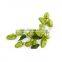 Top quality Hops Flower Extract 5:1 10:1 20:1, Hops flower extract powder