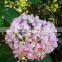 Fresh best selling hydrangea tulip flower bouquet