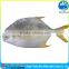 Pomfret meat is tender A large number of factory direct sale wholesale