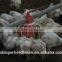 automatic chicken feeding system
