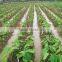 FROZEN TARO BEST PRICE - HIGH QUALITY FROM VIETNAM