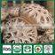 Organic Fresh Dry Edibal Mushroom Cultivation China Supplier Seller Shiitake Mushroom Growing Kit