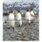 3D lenticular picture with flip effect,Hot Sale 3D Lenticular Picture of Animal