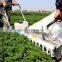 Top quality Gasoline 2-man Parsley Harvesting Machine