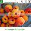 Aprciot iqf dice / frozen apricot half with good price