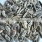 Chinese Roasted Salted 5009 Sunflower Seeds with best price