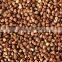 BUCKWHEAT KERNELS