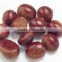 sweet and fresh chestnut in dandong china