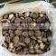SUPPLY GOOD PRICE FROZEN WHOLE SHIITAKE MUSHROOM DICES