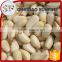 Quality and Cheap organic pine nuts
