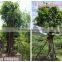 for Outdoor Landscaping Ornamental Bonsai Plants