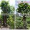 for outdoor landscaping ornamental bonsai plants