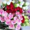 Fresh Cut Muticolor Carnation Flower