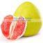 super sweet 2016 new fresh Pomelo fruit for sale
