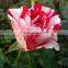 Indoor and outdoor plants multi color Rose