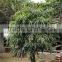 Outdoor Natural Plants Ficus Binnendijkii